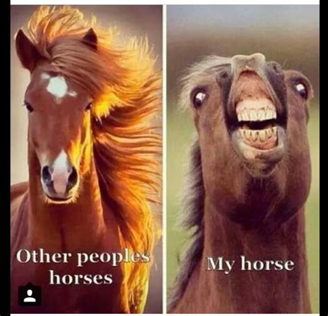 funny horse meme video